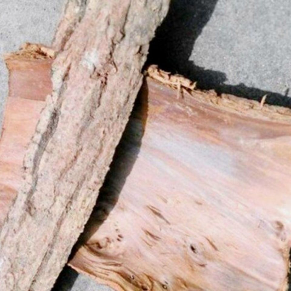 山核桃树皮东北长白山高龄原生态野生楸树皮正宗中药材散装农产品 干