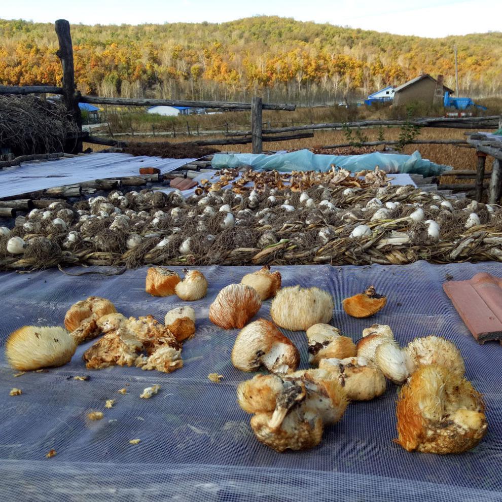 东北猴头菇新鲜干货煲汤食用菌菇正宗天然猴头菌代餐蘑菌 猴头菇100g