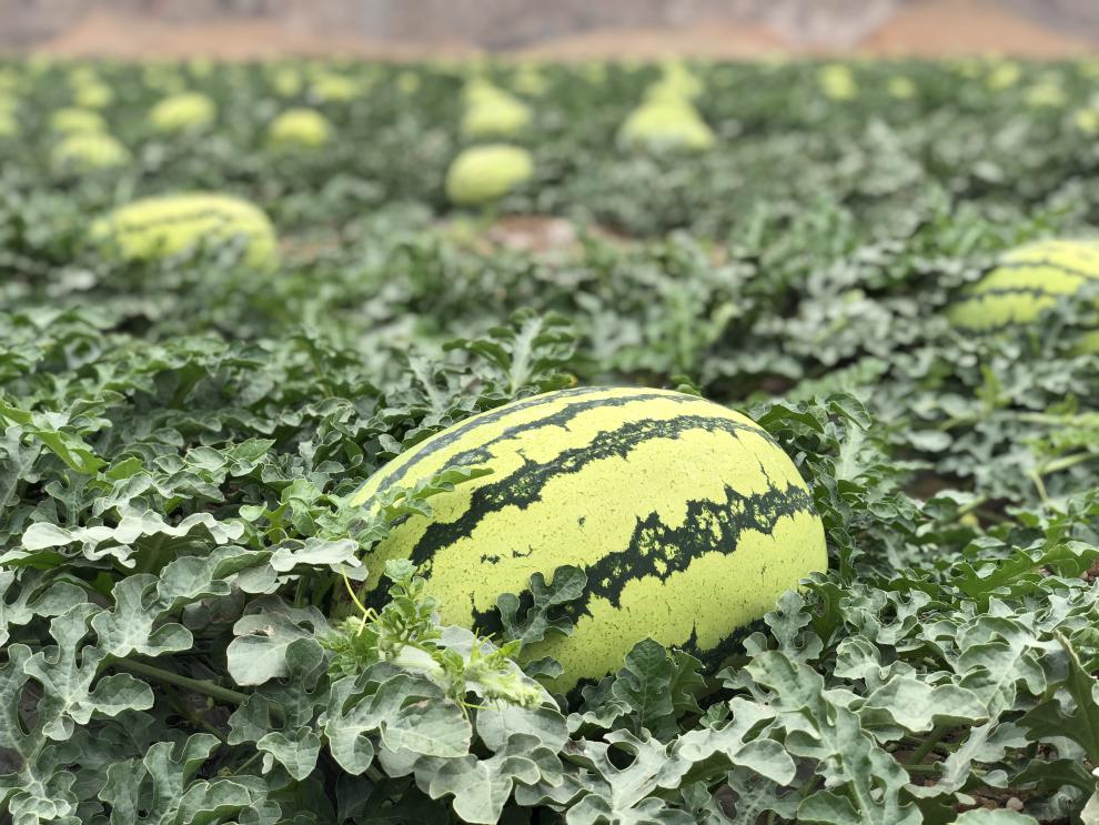 【旅途牧飒】宁夏中卫·硒砂瓜产地现摘现发14-22斤顺丰 【宁夏大甜硒