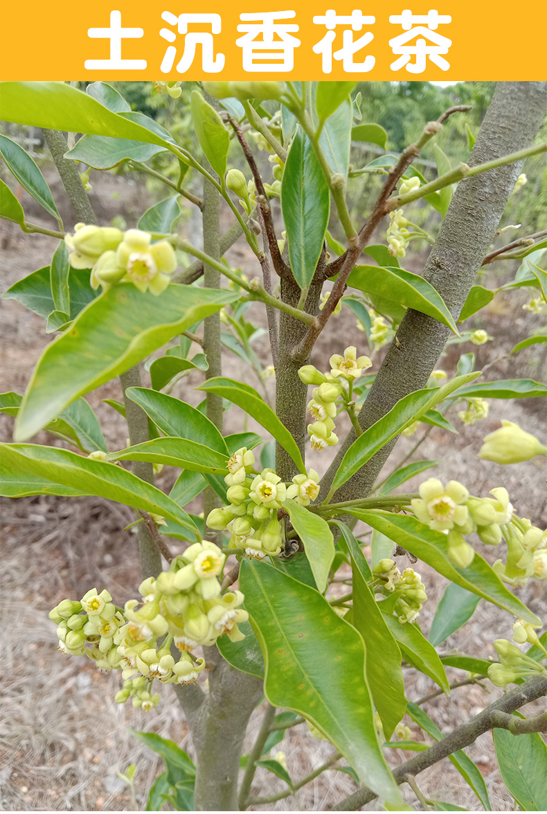 5折 土沉香花茶海南特产五指山沉香干花男女常备代用花草茶奇楠沉香茶