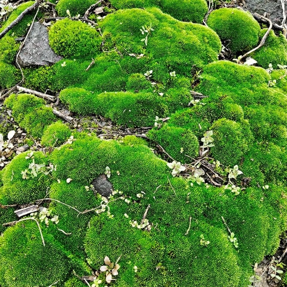 朵朵藓苔藓微景观diy水陆缸植物鲜活青苔盆景假山生态瓶盆栽造景 精品