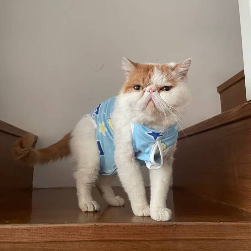 猫咪绝育服公猫 猫咪手术服母猫绝育服断奶服术后服防舔宠物猫衣服