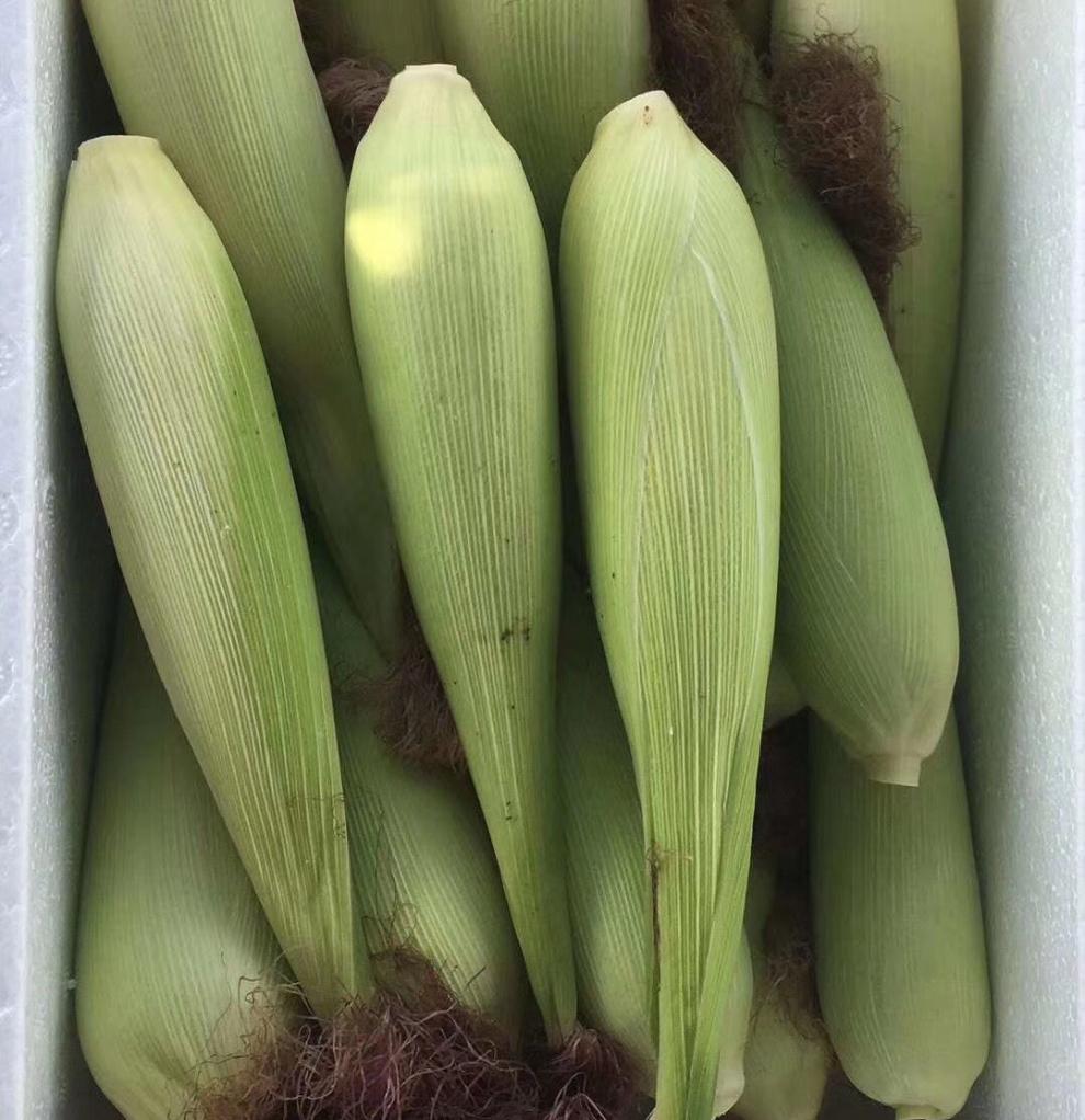 jean miss 糯玉米棒带壳玉米 苏州常熟特产糯玉米新鲜 黄金小玉米香糯