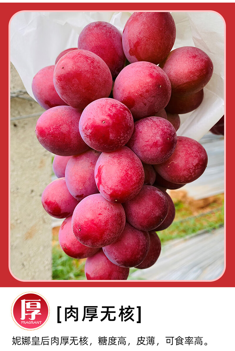 春耕牛 顺丰空运 妮娜皇后葡萄新鲜水果整箱红宝石女王无籽提子 1斤