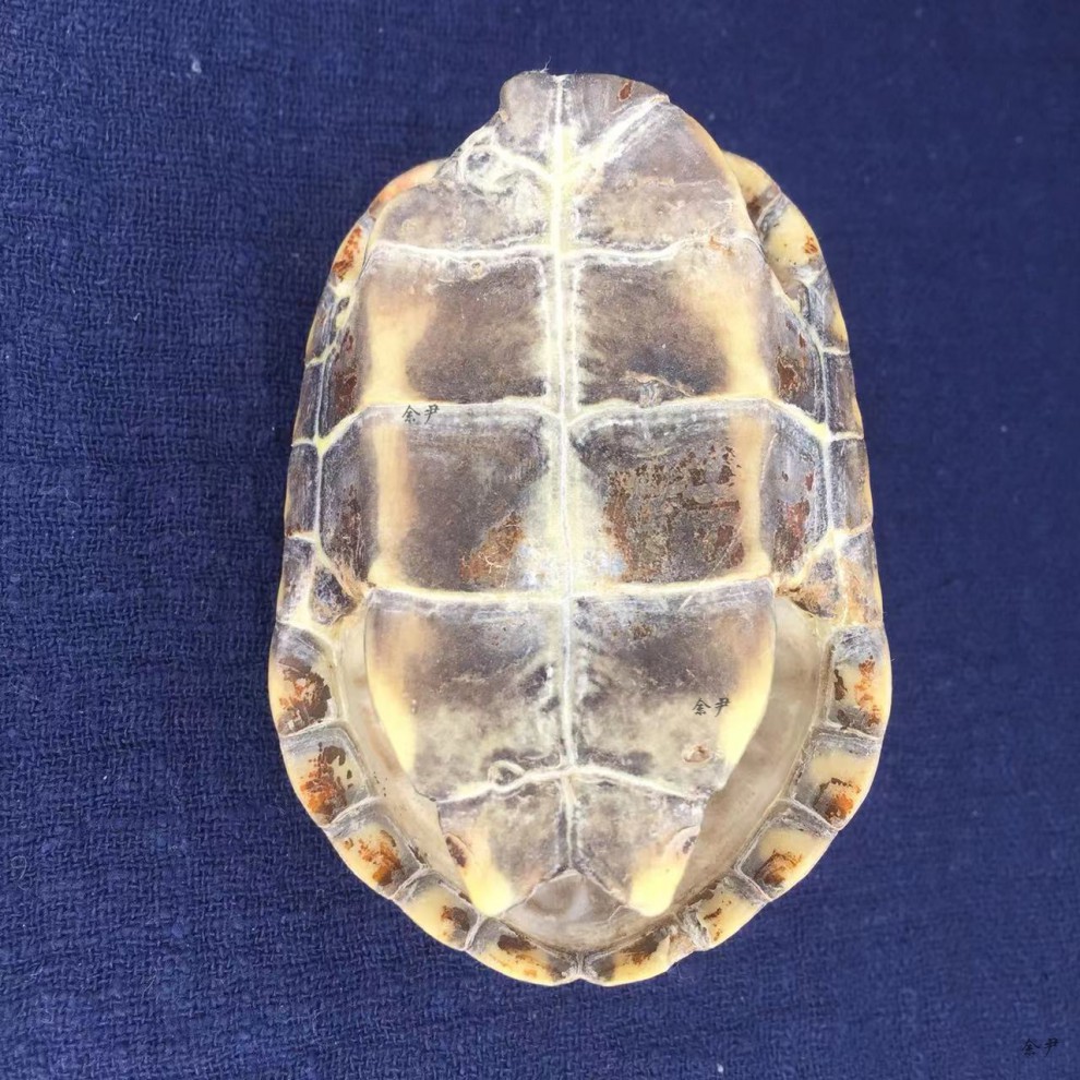 龟壳摇卦 龟趣天然完整真乌龟壳富甲天下手把件龟甲挂件摆件外塘冷水
