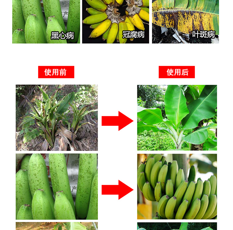 香蕉病全治剂 叶斑病黄叶病毒病枯萎病炭疽病专用药 北美农大 10盒