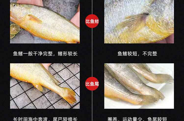 新鲜大黄花鱼海鱼类新鲜海鲜冷冻水产黄花鱼黄鱼1斤装1条尝鲜装不划算