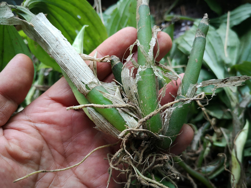 贵州见血青500克 味特苦中药材见血清整棵羊耳蒜新鲜农产品立地好