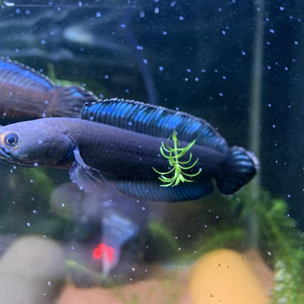 秋颖 活体阿萨姆蓝帆奶茶雷龙鱼蓝宝石七彩雷龙巴卡幼苗子中小型观赏