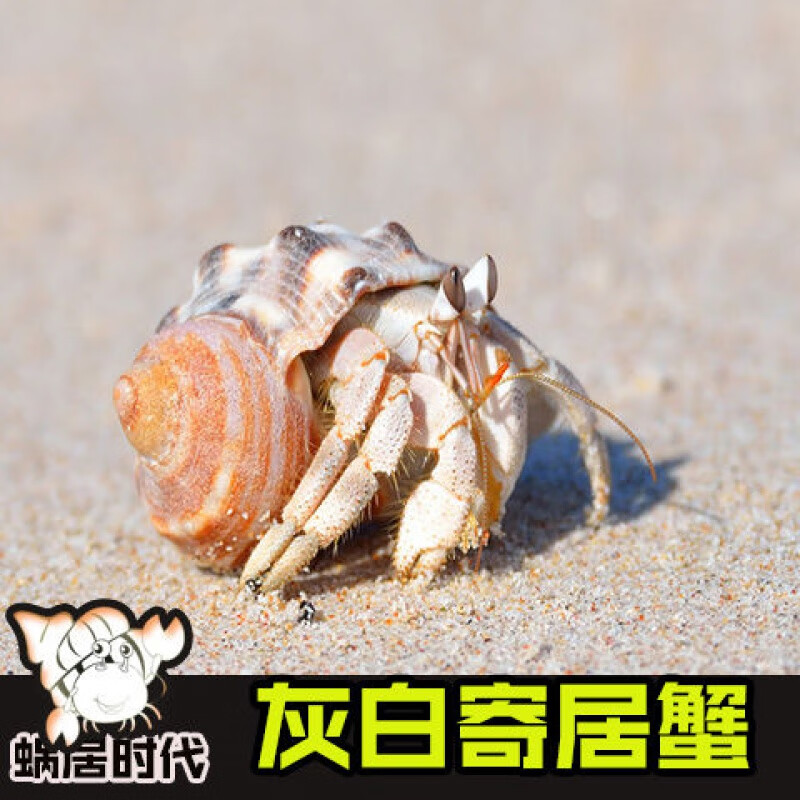 【京选推荐】陆生灰白短腕寄居蟹超大草莓观赏虾蟹懒人宠物蟹 草莓