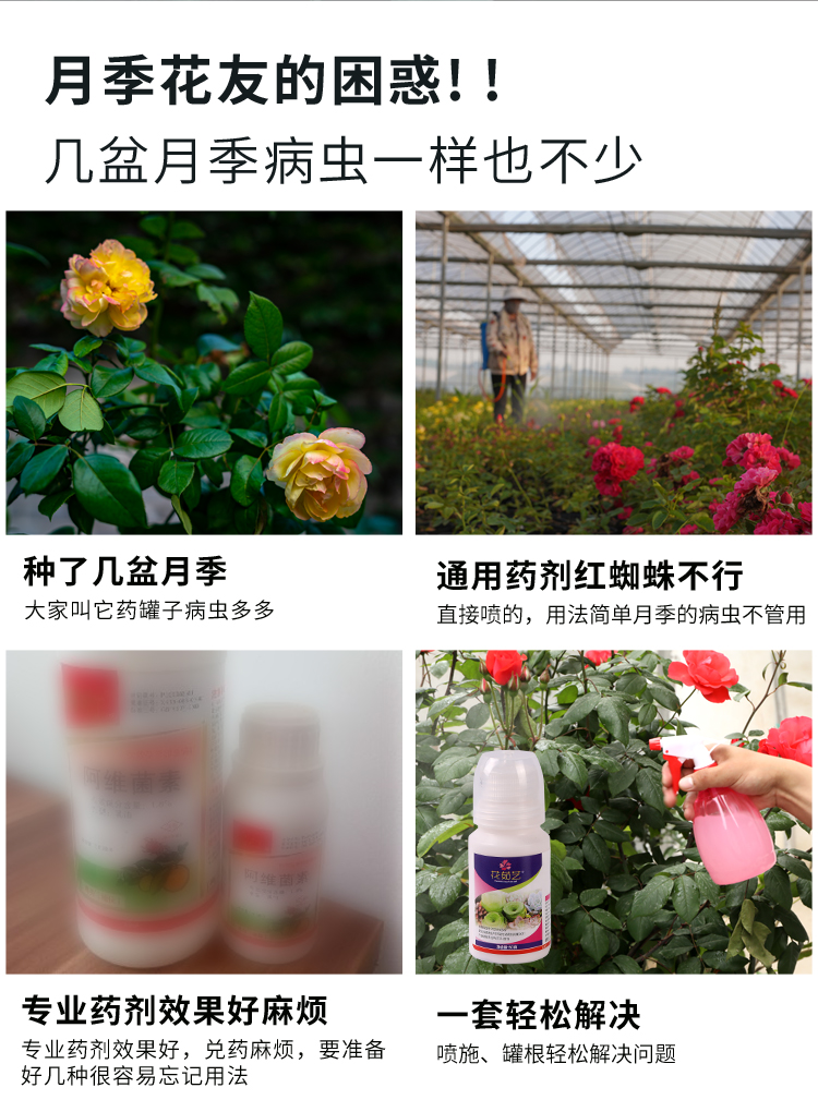月季花常用药红蜘蛛蚜虫小黑飞杀虫剂白粉病黑斑病专用花药药140g