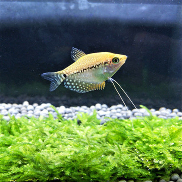 热带观赏鱼珍珠马甲鱼曼龙鱼丝足珍珠鱼小型鱼淡水活体好养 4cm珍珠马