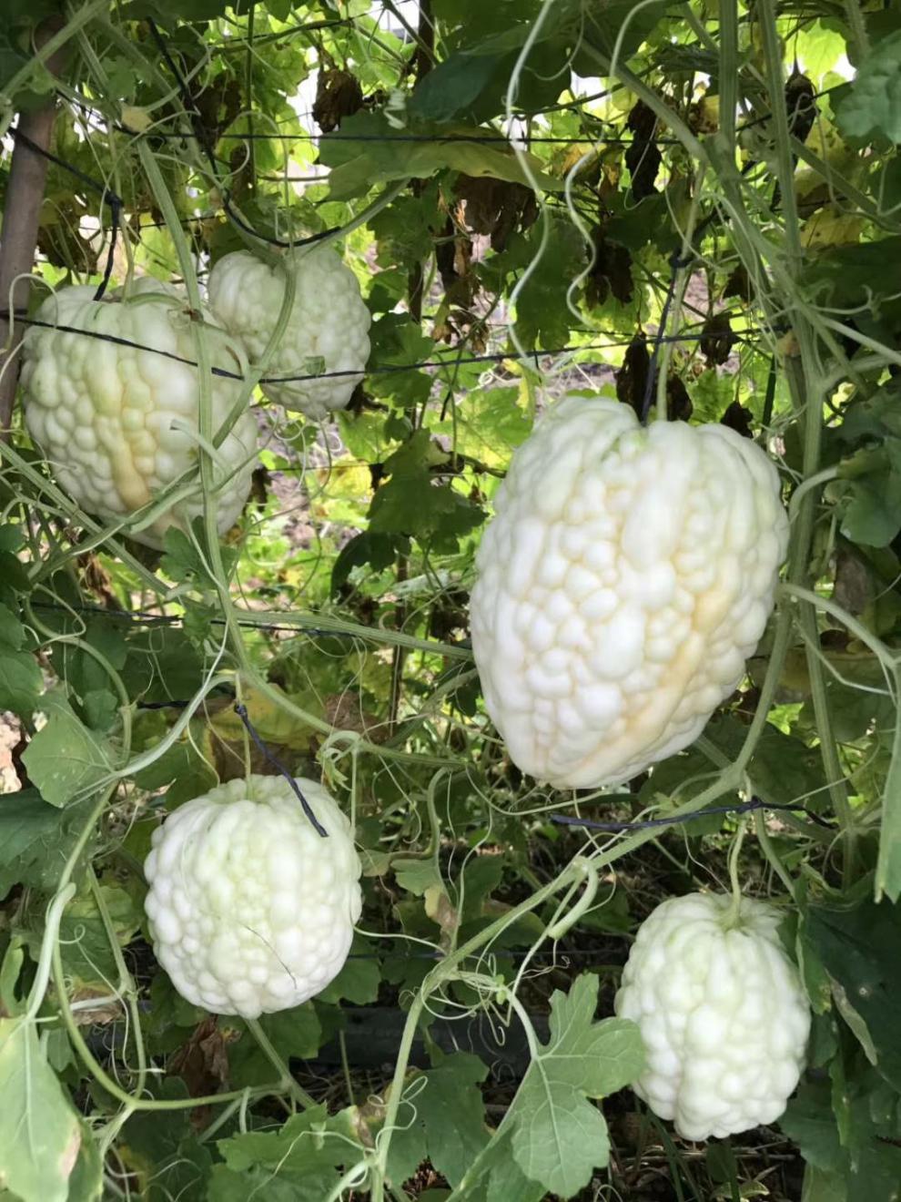 苹果苦瓜种子苗水果白苦瓜籽生吃不苦阳台盆栽四季蔬菜苹果苦瓜5粒买2
