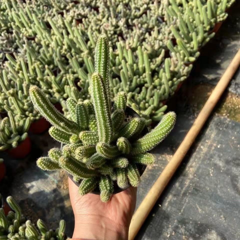 室内仙人指盆栽白檀毛毛虫多肉植物会开花的仙人掌辐射桌面 毛毛虫