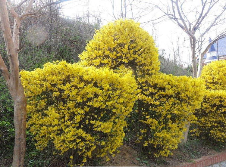 连翘花苗园林绿化苗攀缘花卉花苗连翘苗金钟罩花黄老虎树苗庭院植物花