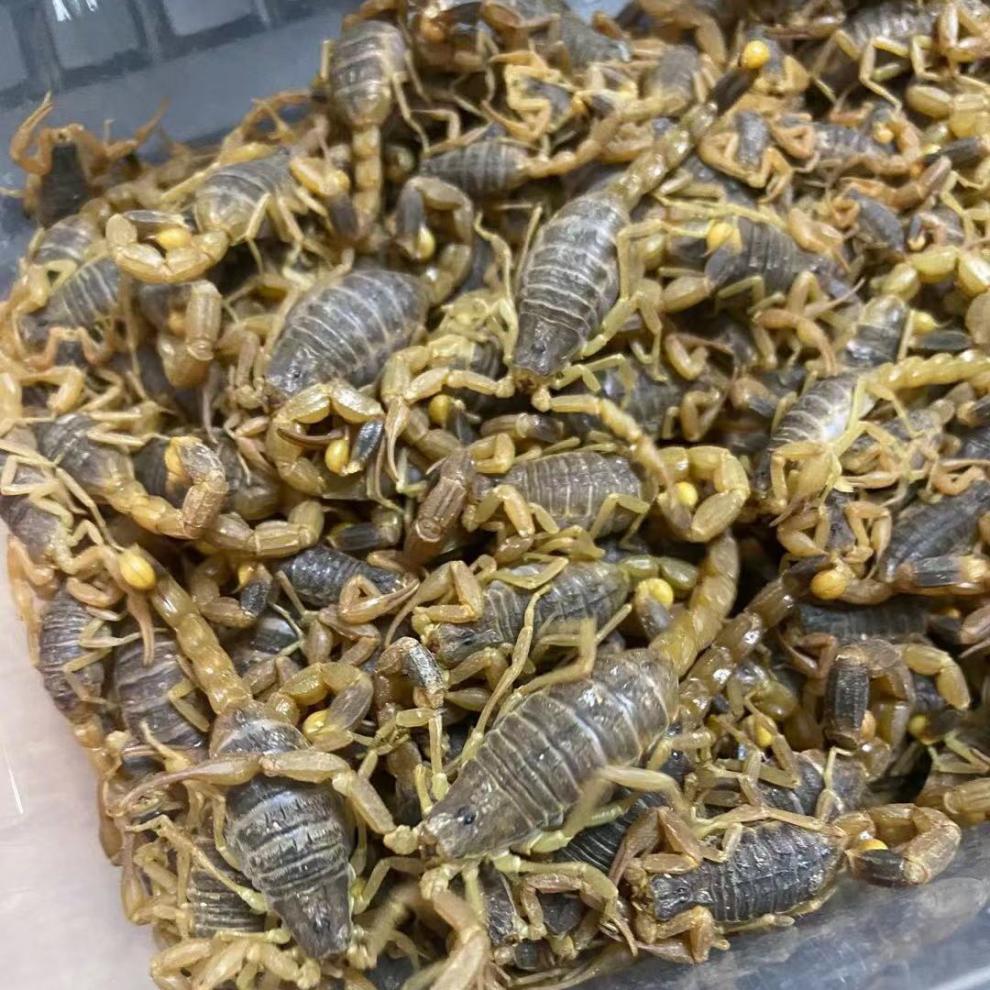 沂蒙山活蝎子十足食用yesheng蝎子泡酒入药油炸蝎子王活纯公6厘米左右