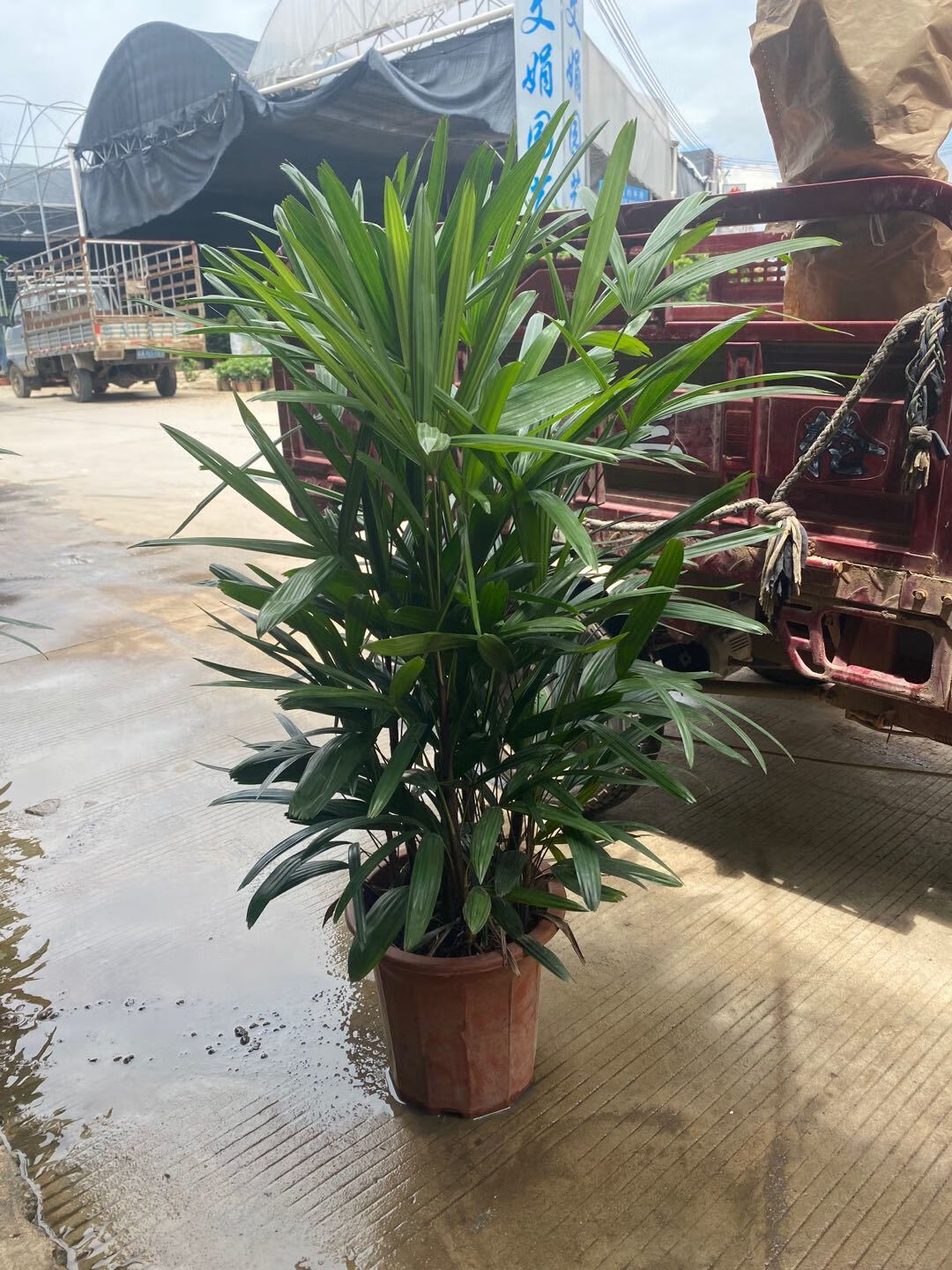 【送货上门】大叶棕竹盆栽中大型室内外观叶植物客厅卧室办公室除甲醛