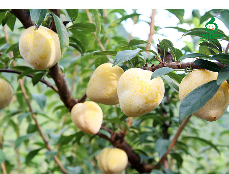 【顺丰速发】正宗湖南郴州汝城文明黄金奈李新鲜大果汝成应季水果脱骨