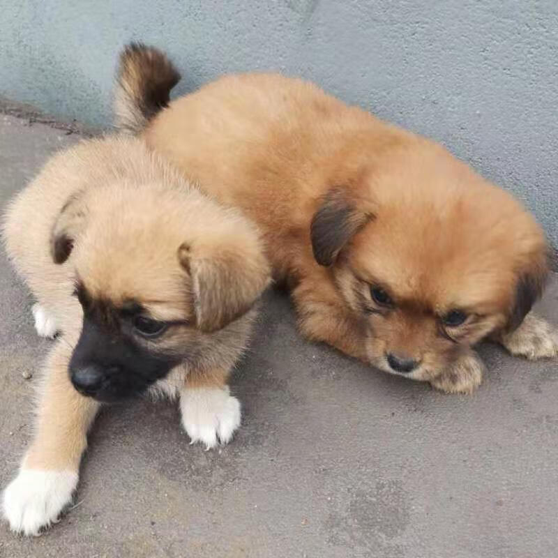 荣郁 中华田园犬家养幼犬土狗小狗混血狗大黄狗纯黑小白狗体活体种狗