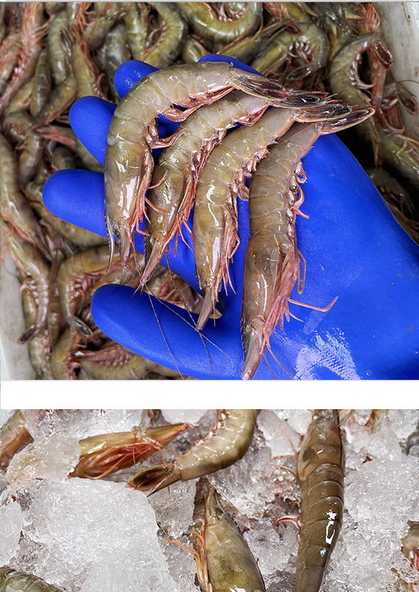 大号舟山特产野生大青壳滑皮虾鲜活海虾新鲜海捕大虾 无冰净重1斤 特