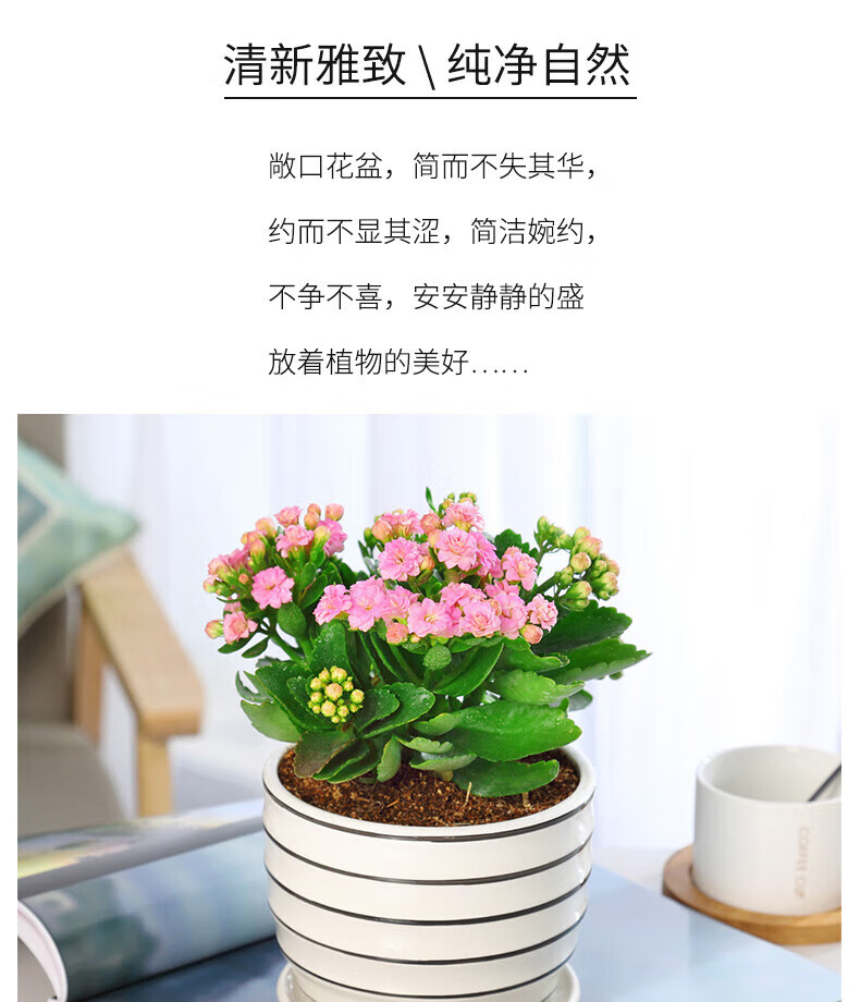 长寿花盆栽重瓣花苗大花室内绿植四季开花不断好养带花苞观花植物花卉