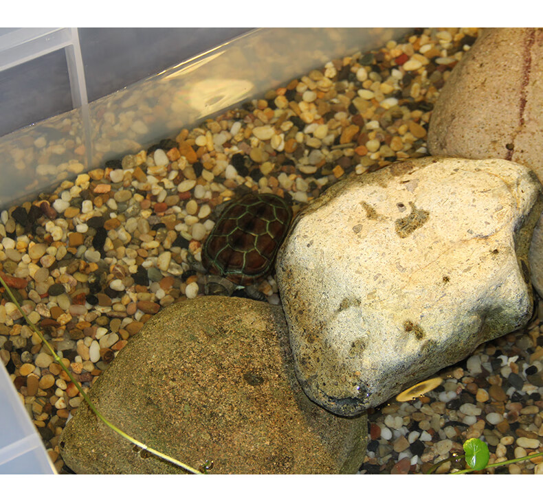 乌龟缸生态缸养乌龟专用缸饲养缸龟缸家用透明小型鳄龟别墅养鱼箱