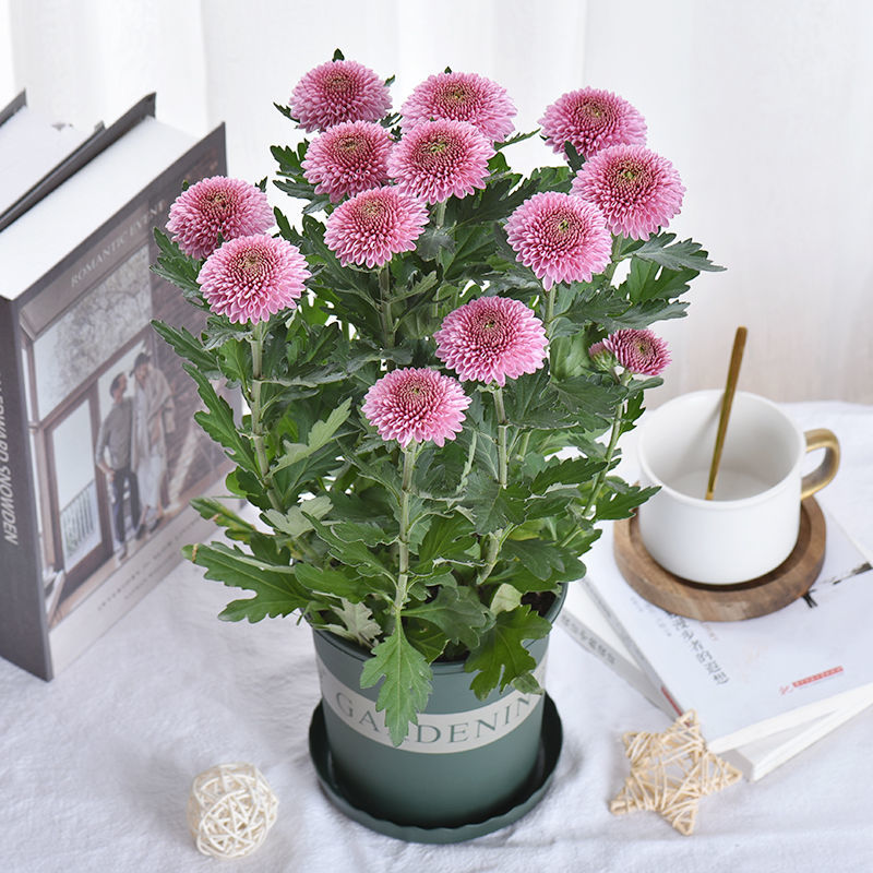 协洛乒乓菊盆栽带花阳台庭院开花植物重瓣球形菊花苗四季好养绿植花卉