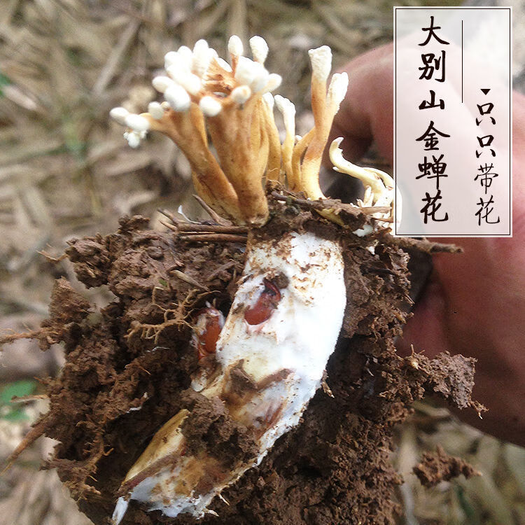 金蝉花 野生蝉花虫草孢子粉知了花野生金蝉花 只只带花 12只试用各个