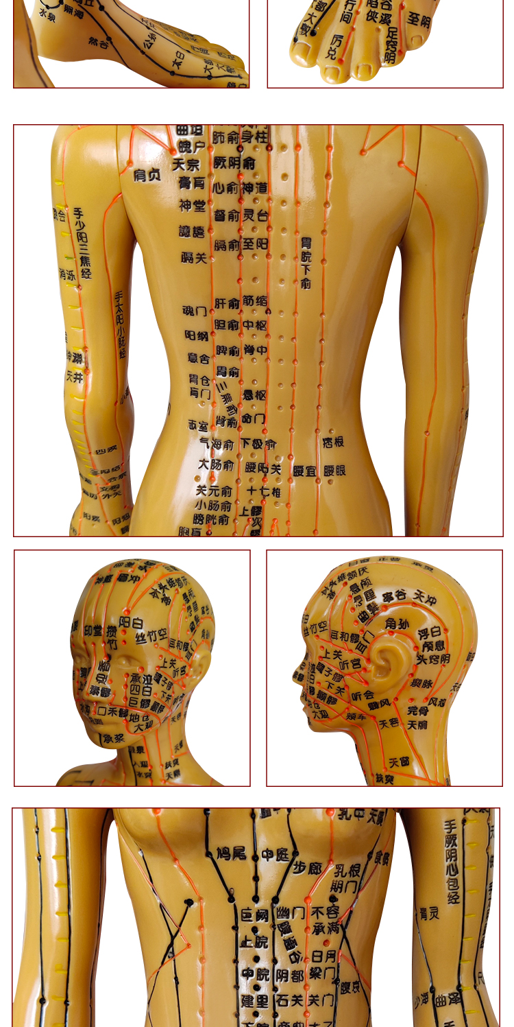 中医针灸穴位图人体模型教学男女全身十二经络小皮人硅胶穴位模特 60