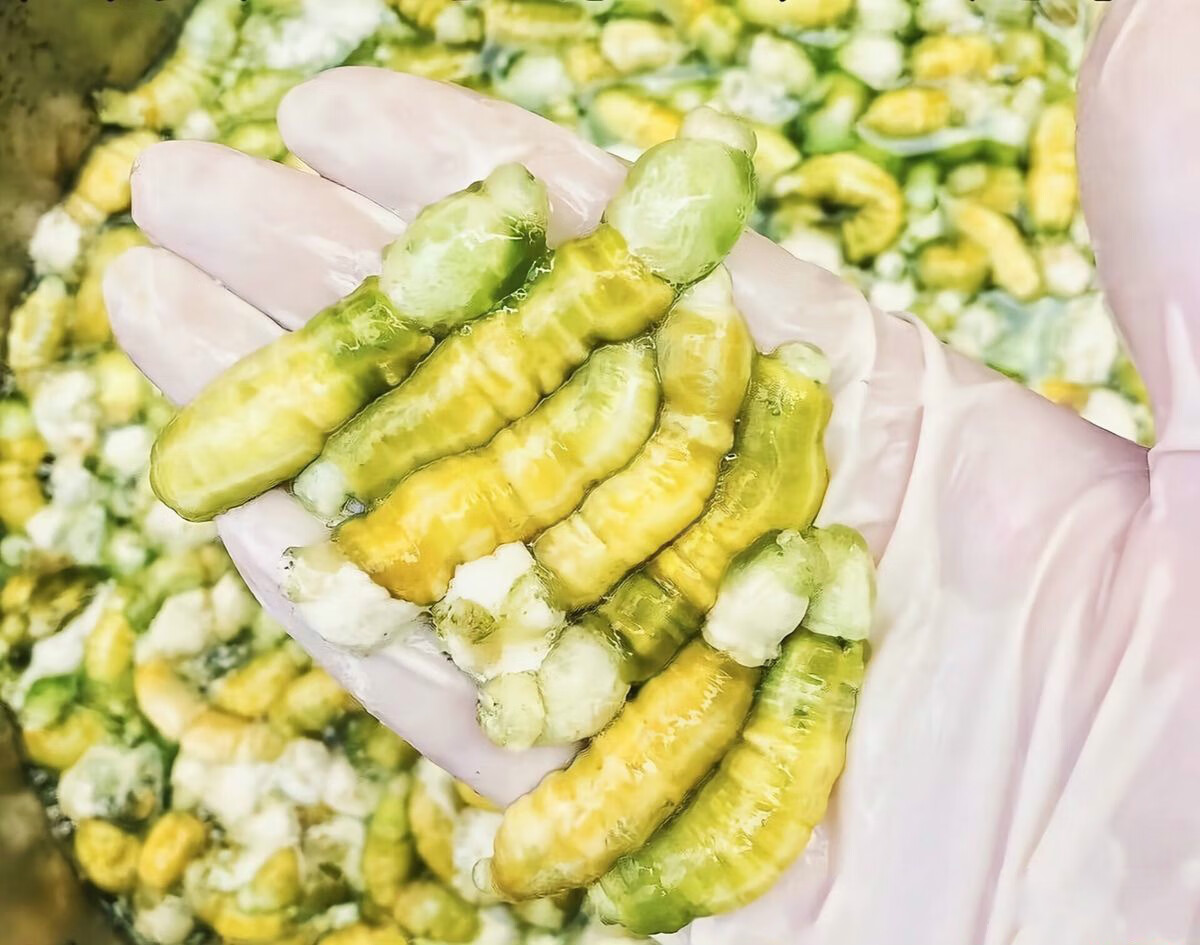 灌云豆丹 现干豆丹肉云豆丹连云港豆丹油炸 净肉二斤2瓶【图片 价格