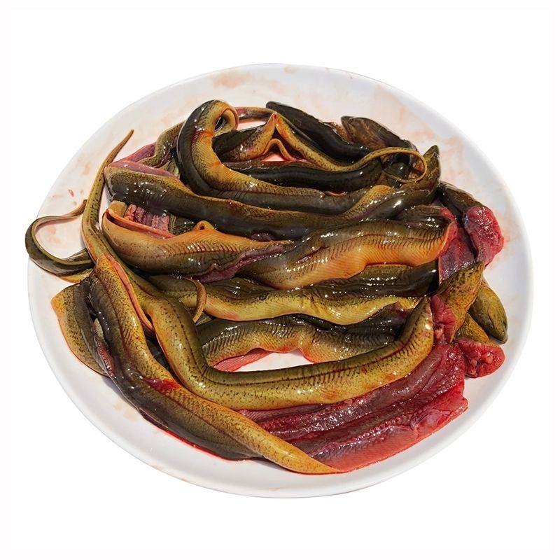 5折正宗黄鳝鱼 现杀鳝片小黄鳝活体现杀长鱼去骨鳝鱼片500g 500g 黄鳝