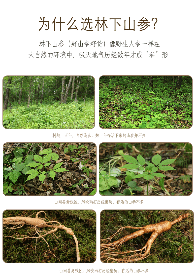 长白山人参野山参林下山参东北野外生林下参老山参年货礼盒装20年杞里