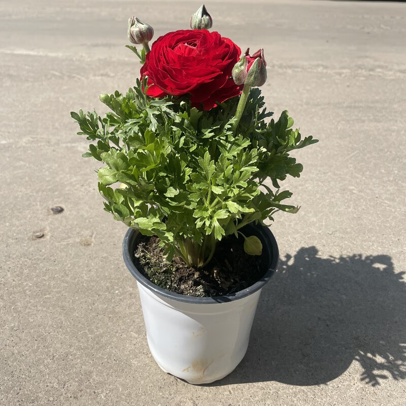 重瓣花毛茛花苗 带花发货 芹叶牡丹观花植物 洋牡丹盆栽四季花卉 玫红