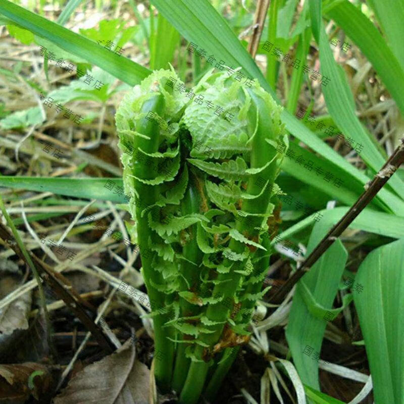 东北特产野山菜黄瓜香保鲜袋装广东菜荚果蕨 黄瓜香 1000g*两袋【图片