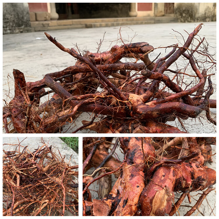 野生桃金娘根纯根新鲜岗稔根乌当泥根当泥根山棯子根500g晒干