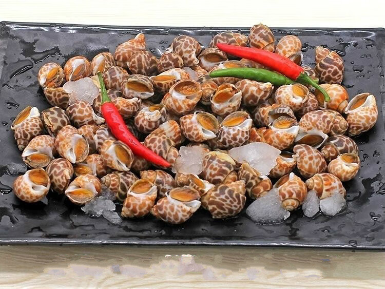 花螺新鲜冷冻海鲜螺类东风螺贝类猫眼螺冰冻香螺海螺海鲜批发 半斤