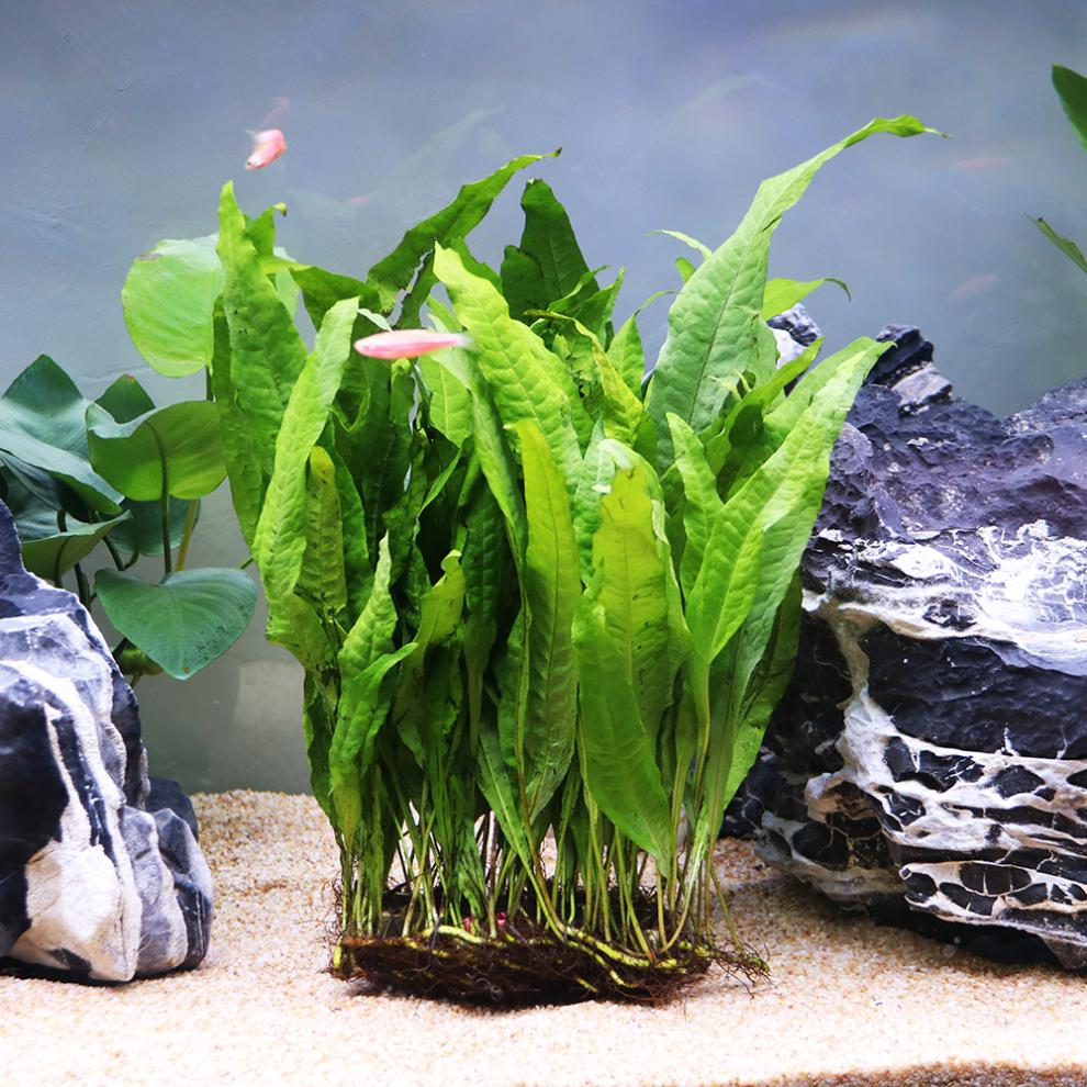 景草懒人水草鹿角铁带底座水草活体鱼缸造景装饰 细叶铁三头水草 沉木