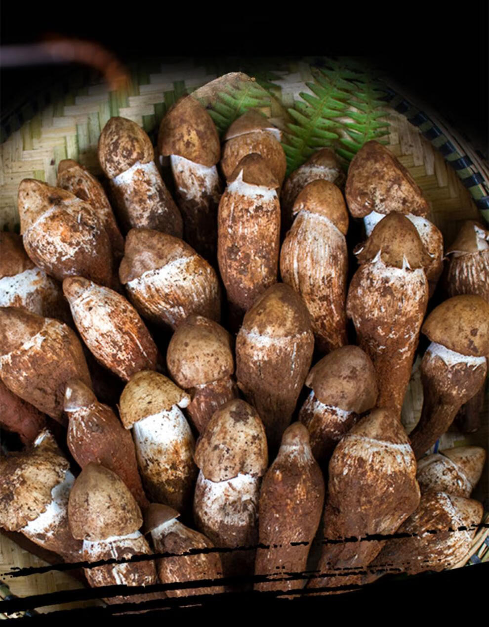 云南野生新鲜鸡枞菌荔枝菌菇新鲜棕菇菌子火把鸡枞油500g顺丰小鸡枞