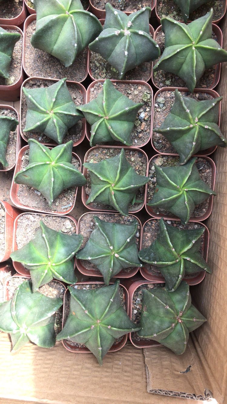 实生五角鸾凤玉仙人掌仙人球多肉植物仙人类绿植花卉千波万波56厘米不