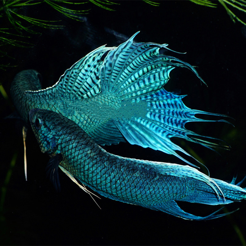 楠苑秋颖中国斗鱼淡水原生鱼普叉小型冷水鱼免打氧热带鱼蓝无纹蓝叉