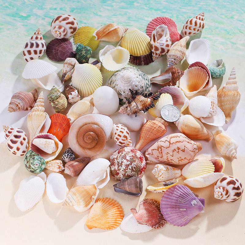 海螺贝壳工艺品天然贝壳鱼缸造景海螺壳手工标本卷贝鱼寄居蟹工艺品