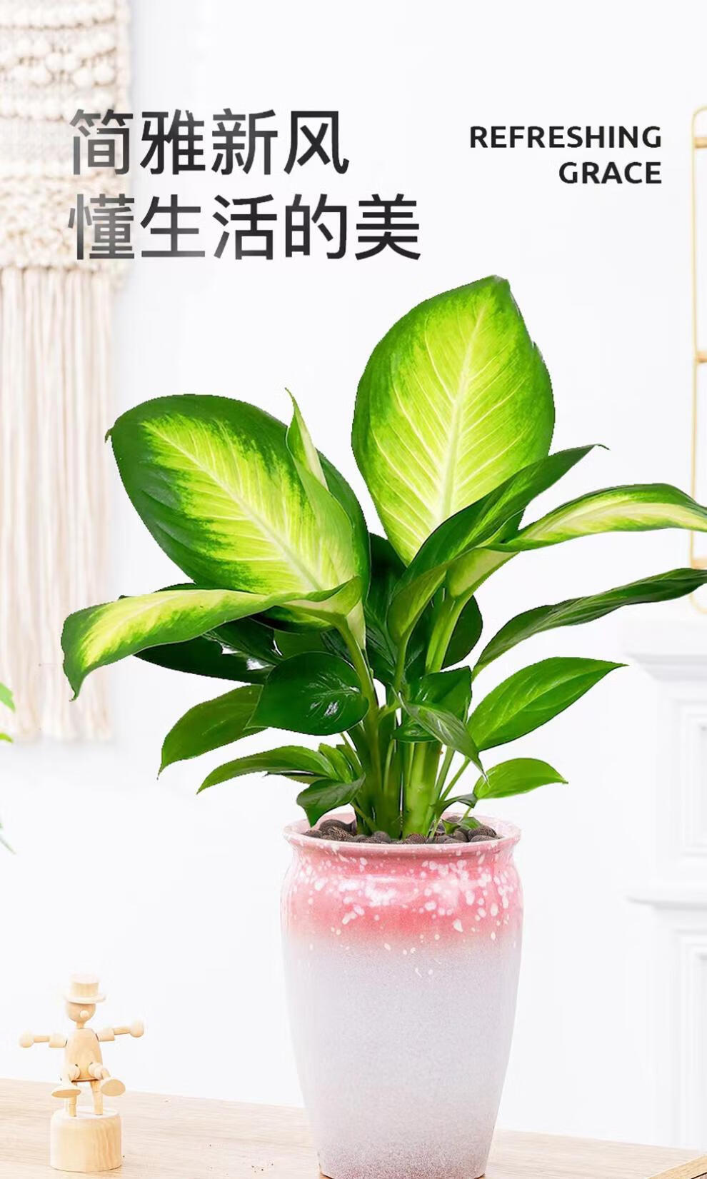 青懒人植物室内桌面净化空气好养 玛丽安 吉利红【2个瓶 配营养液】