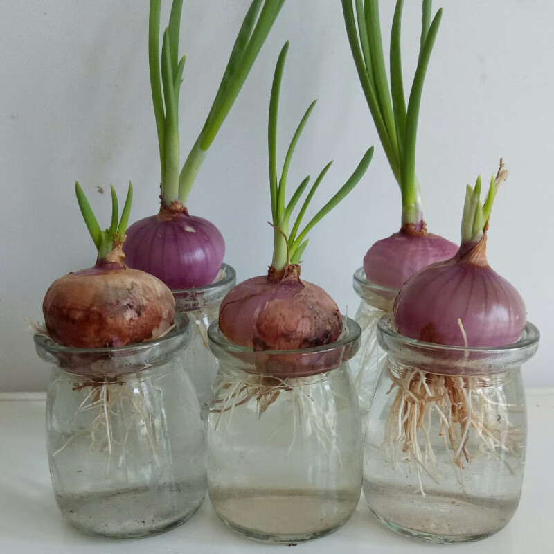 水培迷你小洋葱套装盆栽儿童观察植物生长日记幼儿园植物角蔬菜包 土