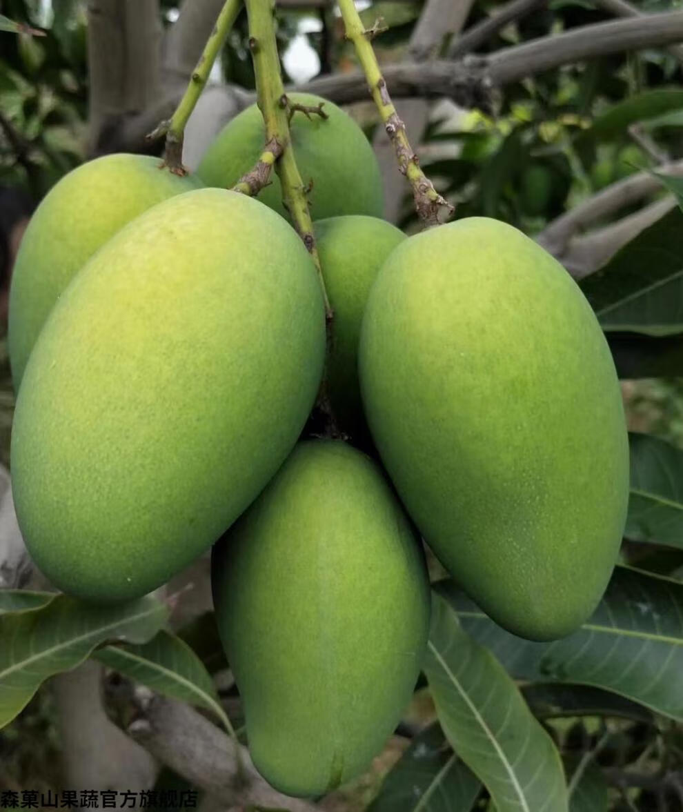 森菓山 【发货中】攀枝花米易椰香芒果 鸡蛋芒当季水果新鲜 精选果 8