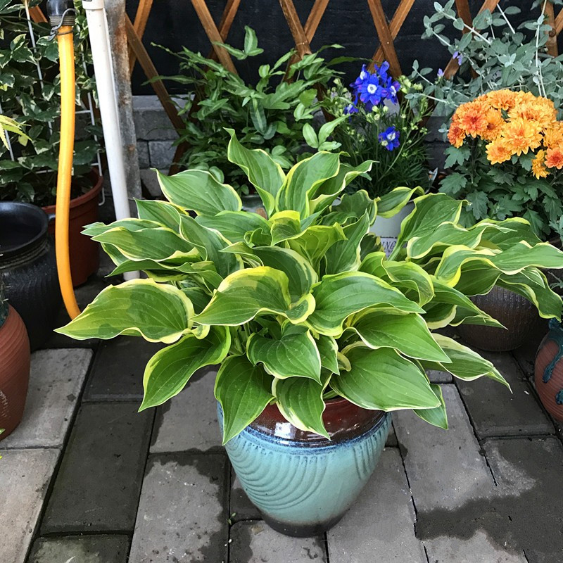 金边玉簪青叶玉簪金边初箱玉簪多年生花卉易养耐阴花卉 细叶金边玉簪1