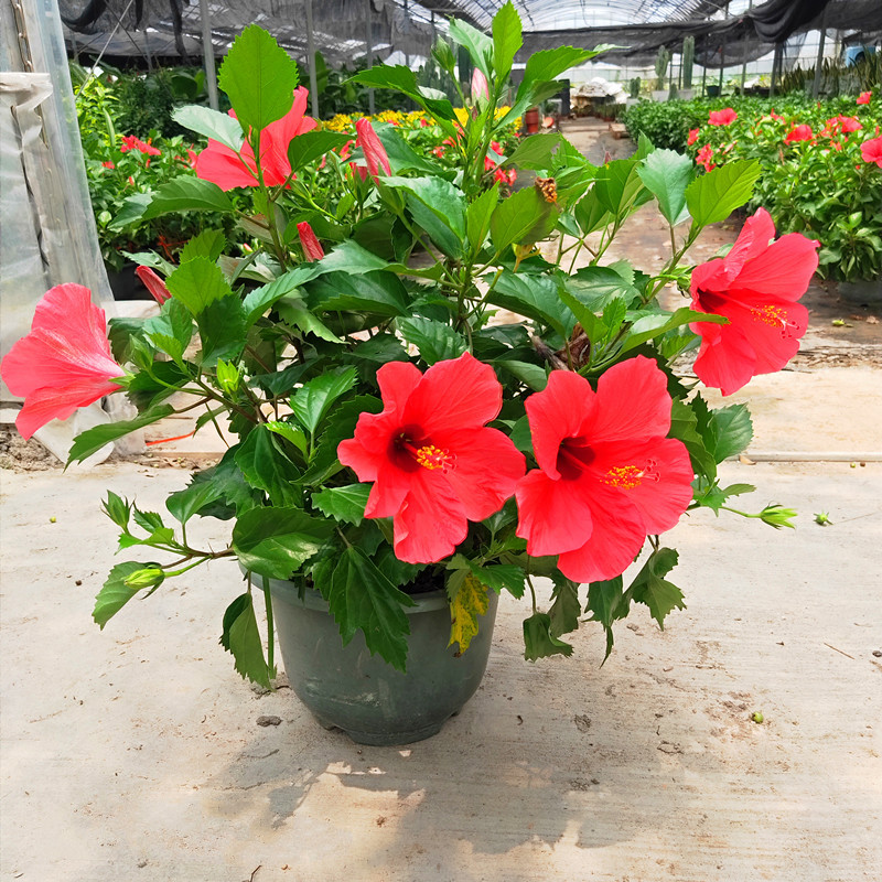 耐晒耐热庭院阳台花卉绿植玫红色重瓣朱槿芙蓉花佛堇扶桑带花 黄色