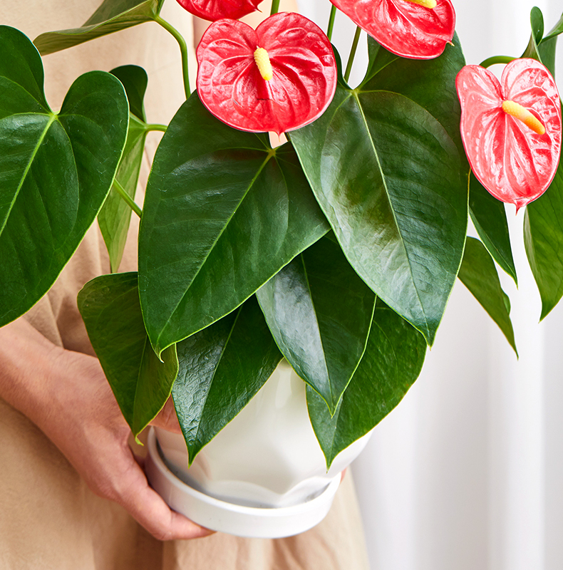 红掌白掌盆栽室内植物花卉大盆客厅耐荫好养水培绿植四季开花植物