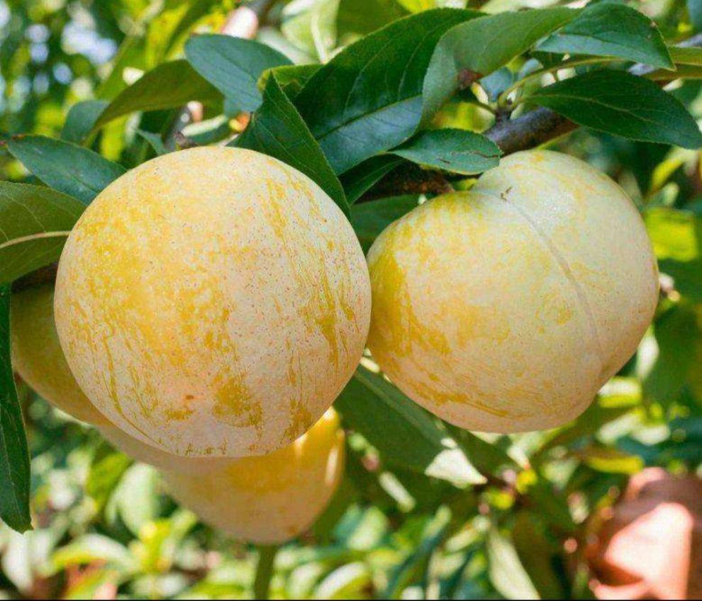 乐昌九峰山黄金奈李5斤 韶关特产恐龙蛋黄金李子广东新鲜应季水果【多