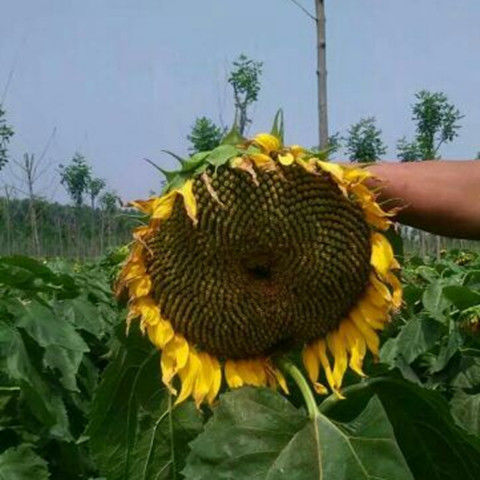 新鲜向日葵花盘农家特产现摘现发原味葵花头葵花瓜子籽零 精选俩盘