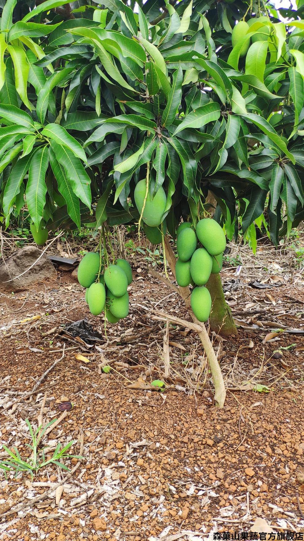 顺丰礼盒覃斗鸡蛋芒果广东湛江雷州覃斗芒果蛋芒装鸡蛋芒果现摘带箱5